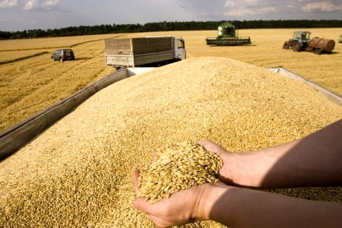 دستور مهم رئیس قوه قضاییه درباره مطالبات گندمکاران و قیمت خرید تضمینی گندم