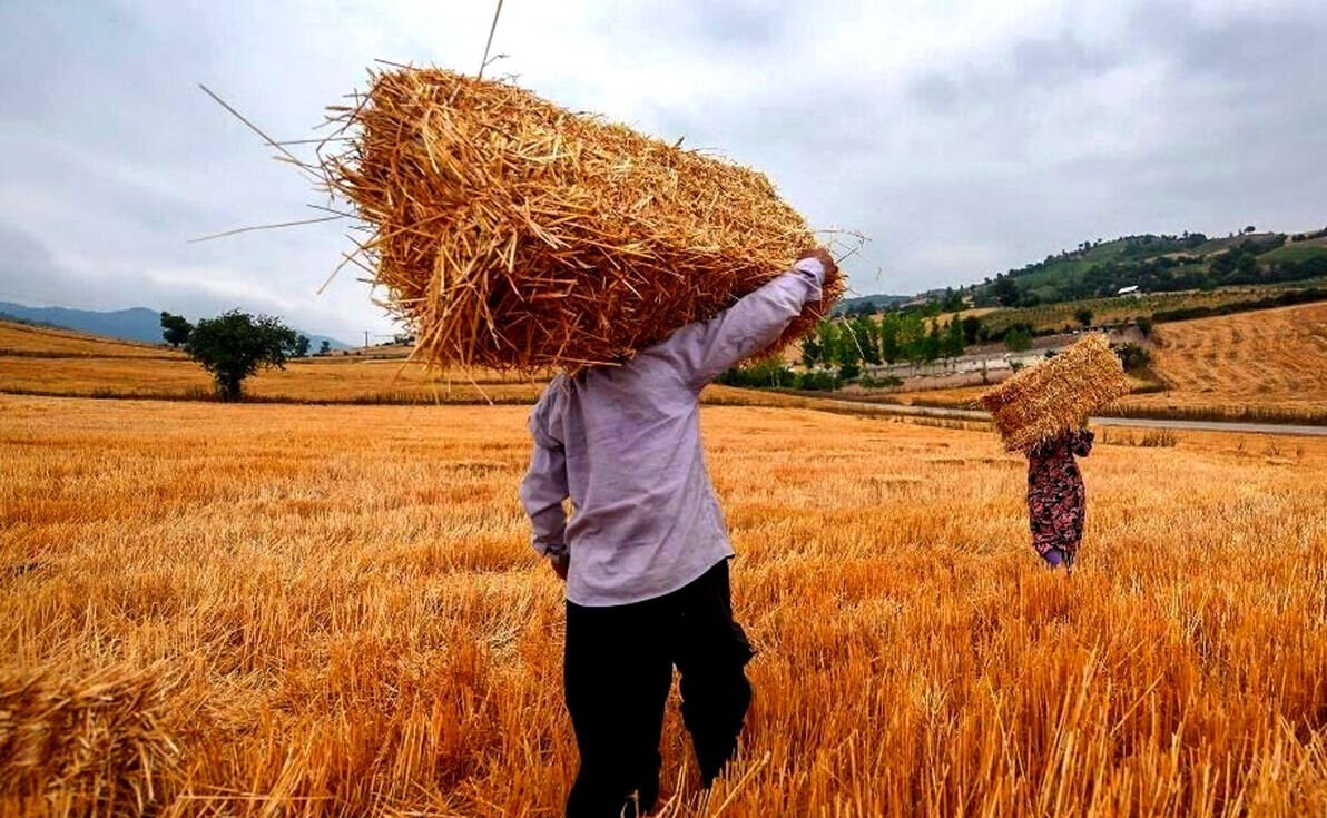 قیمت واقعی گندم؛ خبر جدید درباره پرداخت مطالبات گندمکاران

