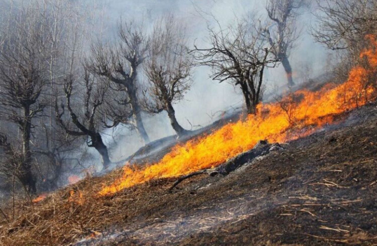 آتش در کمین جنگل‌های مازندران؛ اخطاریه صادر شد