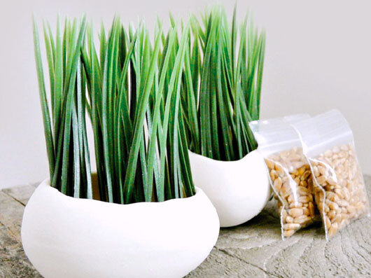 چجوری با هسته خرما سبزه عید بکاریم+ فوت کوزهگری