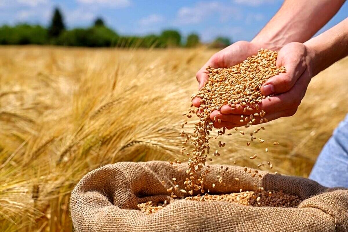 آخرین خبر از پرداخت مطالبات گندم‌کاران