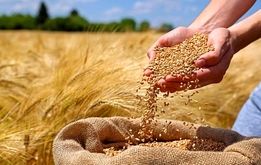 آخرین خبر از پرداخت مطالبات گندم‌کاران