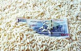 خبر خوش؛ قیمت برنج به ۲۷۰ هزار تومان می‌رسد