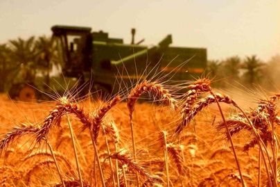 قیمت گندم اعلام شد