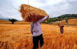 قیمت واقعی گندم؛ خبر جدید درباره پرداخت مطالبات گندمکاران

