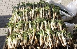 میراث طبیعی زاگرس در دست نابودی