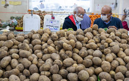 سیب زمینی ارزان می‌شود