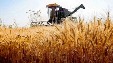 نامه مهم به پزشکیان درباره قیمت خرید تضمینی گندم ۱۴۰۴، گندمکاران بخوانند
