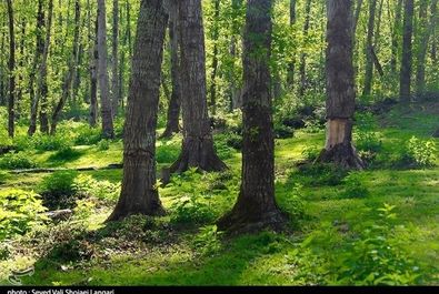 درختان هیرکانی مازندارن در مسیر نابودی