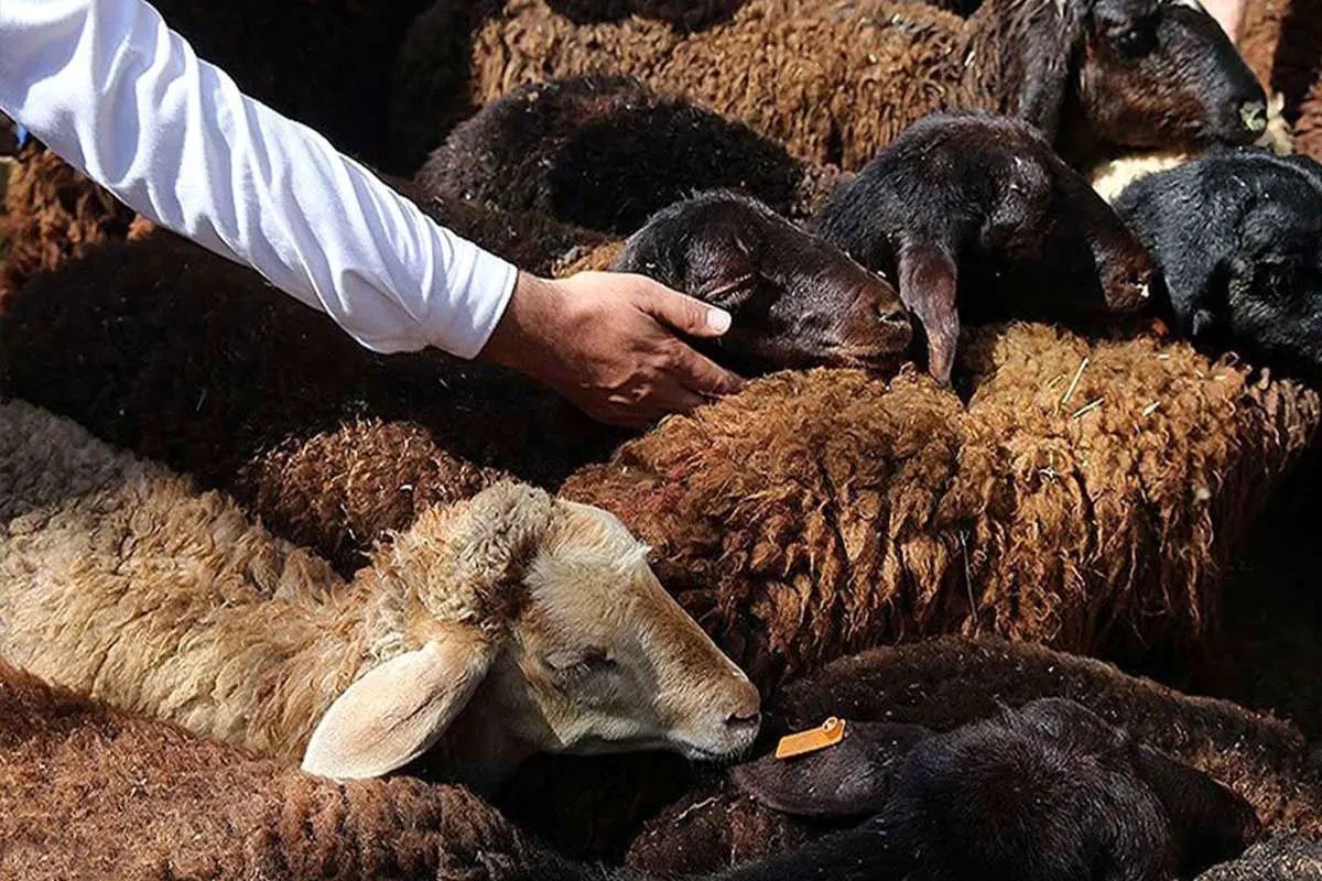 قیمت دام زنده در ماه محرم چقدر است؟