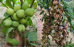 مرکز خرید نهال بادام و گردو دیرگل مقاوم به سرما