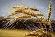 گندمکاران بخوانند/ آغاز دوره جدید پرداخت مطالبات گندمکاران
