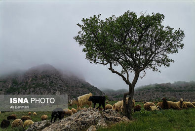 دره ارغوان